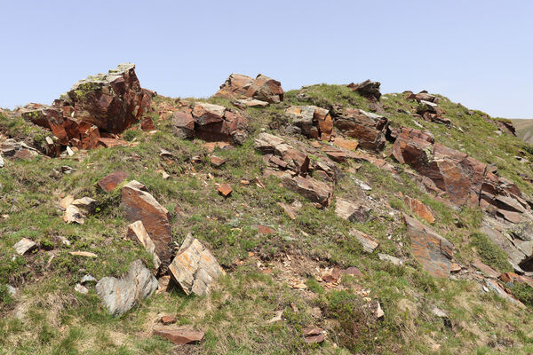 Bressanone-Afers, 21.6.2023
Mt. Plose - biotop kovaříků Anostirus reissi.
Schlüsselwörter: Trentino-Alto Adige Bressanone-Afers Mt. Plose Anostirus reissi