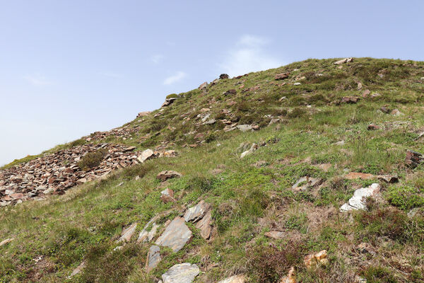 Bressanone-Afers, 21.6.2023
Mt. Plose - biotop kovaříků Anostirus reissi.
Klíčová slova: Trentino-Alto Adige Bressanone-Afers Mt. Plose Anostirus reissi