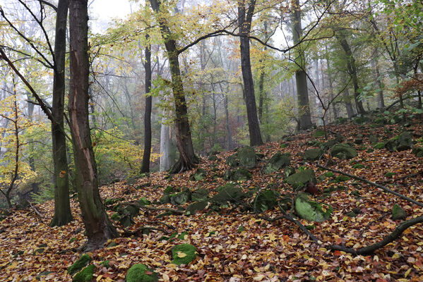 Ústí nad Labem, Brná, 28.10.2022
Suťový les na západním svahu pod Čertovou jizbou.
Mots-clés: České středohoří Ústí nad Labem Brná Čertova jizba