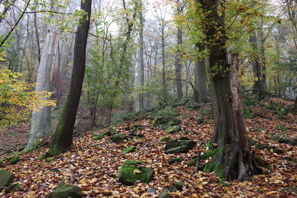 Ústí nad Labem, Brná, 28.10.2022
Suťový les na západním svahu pod Čertovou jizbou.
Keywords: České středohoří Ústí nad Labem Brná Čertova jizba