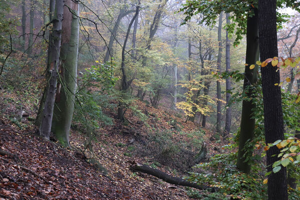 Ústí nad Labem, Brná, 28.10.2022
Suťový les na západním svahu pod Čertovou jizbou.
Schlüsselwörter: České středohoří Ústí nad Labem Brná Čertova jizba