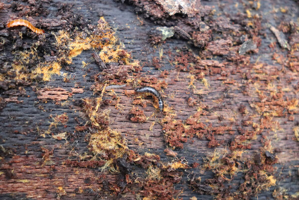 Ústí nad Labem, Brná, 28.10.2022
Suťový les na západním svahu pod Čertovou jizbou. Larva kovaříka Stenagostus rhombeus a lesáka Cucujus cinnaberinus.
Keywords: České středohoří Ústí nad Labem Brná Čertova jizba Stenagostus rhombeus