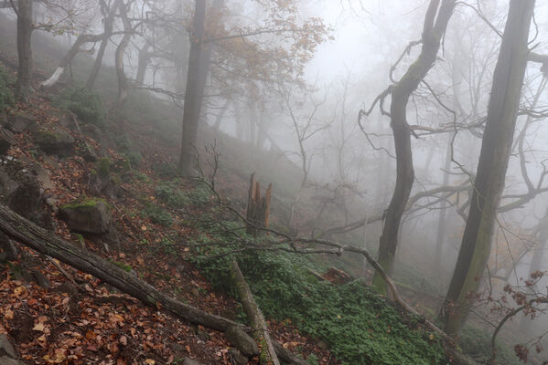 Ústí nad Labem, Brná, 28.10.2022
Suťový les na svahu nad Němečským potokem.
Klíčová slova: České středohoří Ústí nad Labem Brná vrch Modřín Němečský potok Hypoganus inunctus