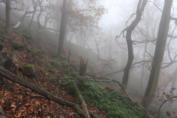 Ústí nad Labem, Brná, 28.10.2022
Suťový les na svahu nad Němečským potokem.
Schlüsselwörter: České středohoří Ústí nad Labem Brná vrch Modřín Němečský potok Hypoganus inunctus