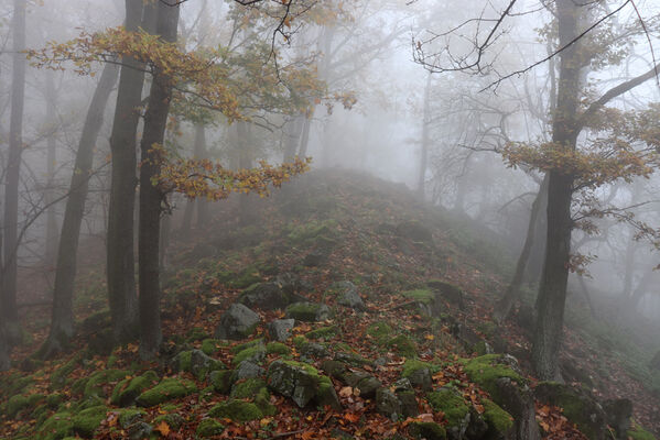 Ústí nad Labem, Brná, 28.10.2022
Les na hřbetu nad Němečským potokem.
Keywords: České středohoří Ústí nad Labem Brná vrch Modřín Němečský potok