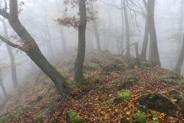 Ústí nad Labem, Brná, 28.10.2022
Les na hřbetu nad Němečským potokem.
Klíčová slova: České středohoří Ústí nad Labem Brná vrch Modřín Němečský potok