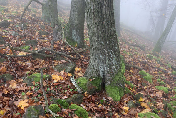 Ústí nad Labem, Brná, 28.10.2022
Les na hřbetu nad Němečským potokem.
Klíčová slova: České středohoří Ústí nad Labem Brná vrch Modřín Němečský potok