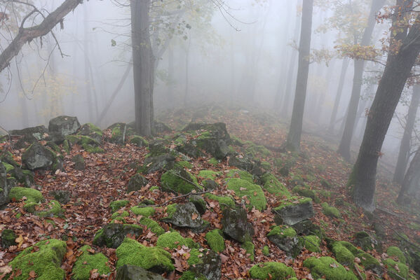 Ústí nad Labem, Brná, 28.10.2022
Les na hřbetu nad Němečským potokem.
Klíčová slova: České středohoří Ústí nad Labem Brná vrch Modřín Němečský potok
