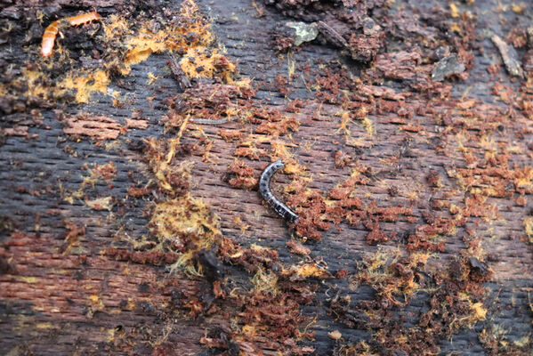 Ústí nad Labem, Brná, 28.10.2022
Suťový les na západním svahu pod Čertovou jizbou. Larva kovaříka Stenagostus rhombeus a lesáka Cucujus cinnaberinus.
Klíčová slova: České středohoří Ústí nad Labem Brná Čertova jizba Stenagostus rhombeus