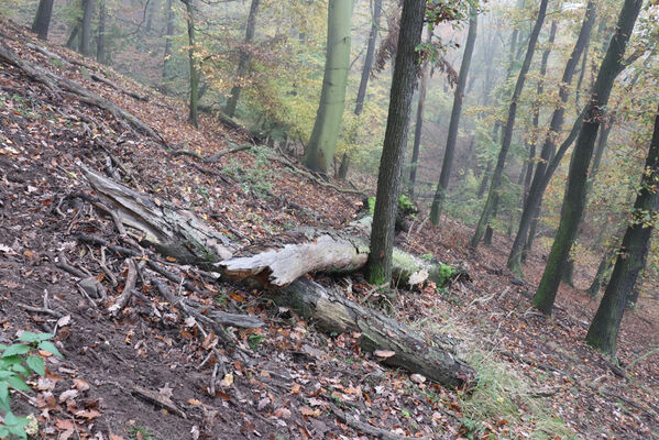 Ústí nad Labem, Brná, 28.10.2022
Suťový les na západním svahu pod Čertovou jizbou.
Schlüsselwörter: České středohoří Ústí nad Labem Brná Čertova jizba Stenagostus rhombeus