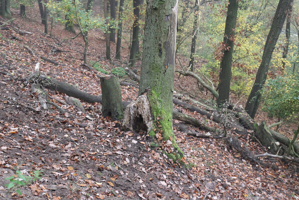 Ústí nad Labem, Brná, 28.10.2022
Suťový les na západním svahu pod Čertovou jizbou.
Schlüsselwörter: České středohoří Ústí nad Labem Brná Čertova jizba