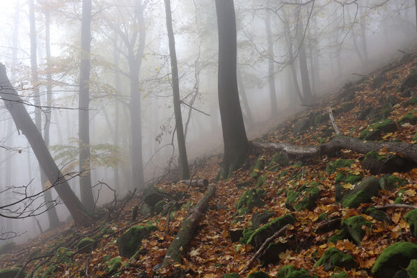 Malečov, Němčí, 28.10.2022
Suťový les na svahu nad Němečským potokem.
Klíčová slova: České středohoří Malečov Němčí vrch Modřín Němečský potok