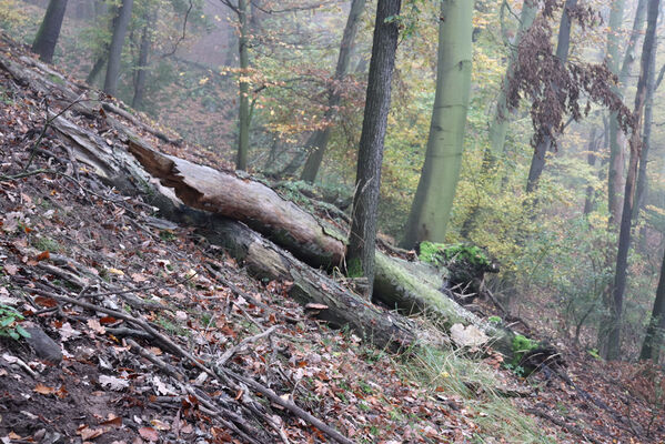 Ústí nad Labem, Brná, 28.10.2022
Suťový les na západním svahu pod Čertovou jizbou.
Keywords: České středohoří Ústí nad Labem Brná Čertova jizba Stenagostus rhombeus