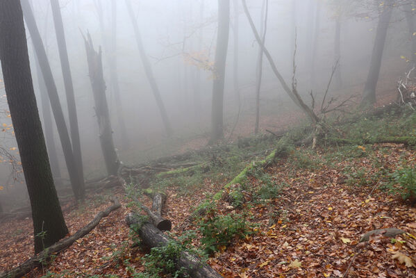 Malečov, Němčí, 28.10.2022
Suťový les na svahu nad Němečským potokem.
Klíčová slova: České středohoří Malečov Němčí vrch Modřín Němečský potok