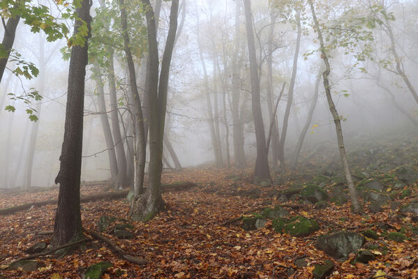 Malečov, Němčí, 28.10.2022
Suťový les na svahu nad Němečským potokem. 
Keywords: Česká středohoří Malečov Němčí vrch Modřín Němečský potok