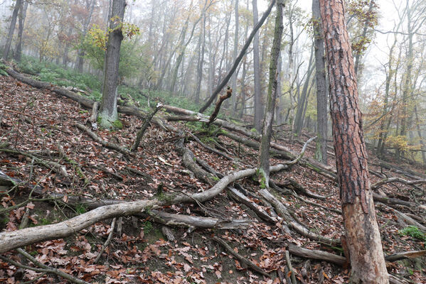 Ústí nad Labem, Brná, 28.10.2022
Suťový les na západním svahu pod Čertovou jizbou.
Schlüsselwörter: České středohoří Ústí nad Labem Brná Čertova jizba Cardiophorus erichsoni