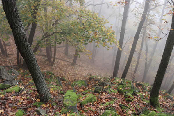 Malečov, Němčí, 28.10.2022
Suťový les na svahu nad Němečským potokem. 
Klíčová slova: Česká středohoří Malečov Němčí vrch Modřín Němečský potok