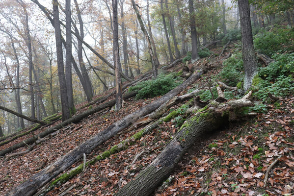 Ústí nad Labem, Brná, 28.10.2022
Suťový les na západním svahu pod Čertovou jizbou.
Mots-clés: České středohoří Ústí nad Labem Brná Čertova jizba