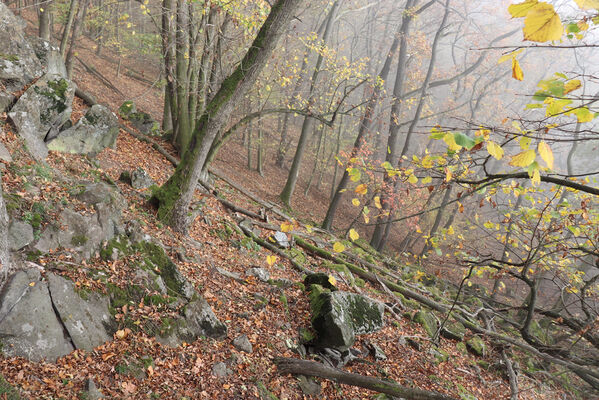 Malečov, Němčí, 28.10.2022
Suťový les na svahu nad Němečským potokem. 
Klíčová slova: Česká středohoří Malečov Němčí vrch Modřín Němečský potok