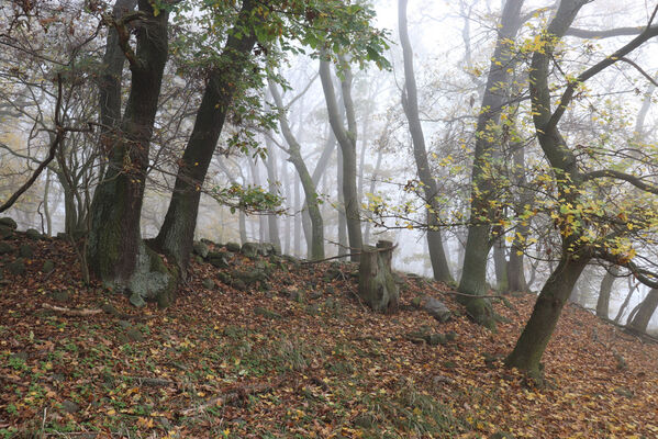 Malečov, Němčí, 28.10.2022
Suťový les na svahu nad Němečským potokem. 
Keywords: Česká středohoří Malečov Němčí vrch Modřín Němečský potok