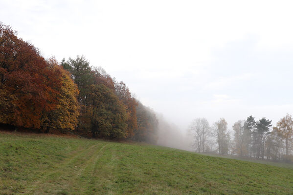 Malečov, Němčí, 28.10.2022
Louky pod vrchem Modřín.
Schlüsselwörter: České Středohoří Malečov Němčí vrch Modřín