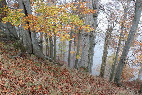 Ústí nad Labem, Brná, 28.10.2022
Bučina na severním svahu vrchu Modřín.
Klíčová slova: České středohoří Ústí nad Labem Brná Průčelská rokle vrch Modřín