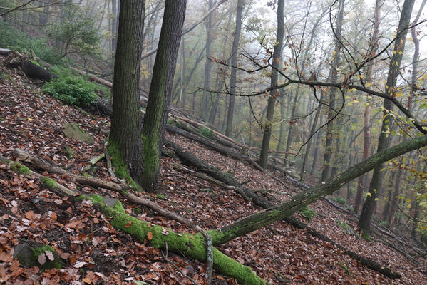 Ústí nad Labem, Brná, 28.10.2022
Suťový les na západním svahu pod Čertovou jizbou.
Schlüsselwörter: České středohoří Ústí nad Labem Brná Čertova jizba