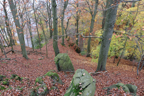 Ústí nad Labem, Brná, 28.10.2022
Bučina na severním svahu vrchu Modřín.
Klíčová slova: České středohoří Ústí nad Labem Brná Průčelská rokle vrch Modřín