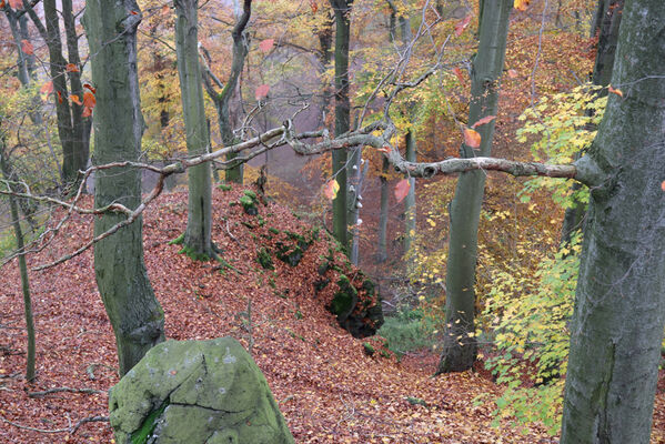 Ústí nad Labem, Brná, 28.10.2022
Bučina na severním svahu vrchu Modřín.
Keywords: České středohoří Ústí nad Labem Brná Průčelská rokle vrch Modřín