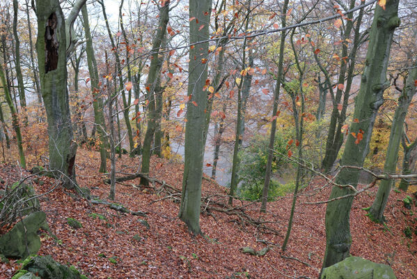 Ústí nad Labem, Brná, 28.10.2022
Bučina na severním svahu vrchu Modřín.
Klíčová slova: České středohoří Ústí nad Labem Brná Průčelská rokle vrch Modřín