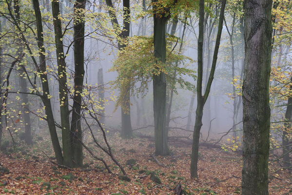 Ústí nad Labem, Brná, 28.10.2022
Bučina na severním svahu vrchu Modřín.
Klíčová slova: České středohoří Ústí nad Labem Brná Průčelská rokle vrch Modřín