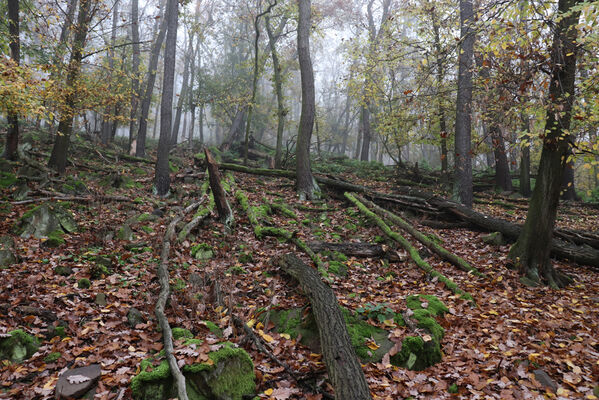 Ústí nad Labem, Brná, 28.10.2022
Suťový les na západním svahu pod Čertovou jizbou.
Keywords: České středohoří Ústí nad Labem Brná Čertova jizba