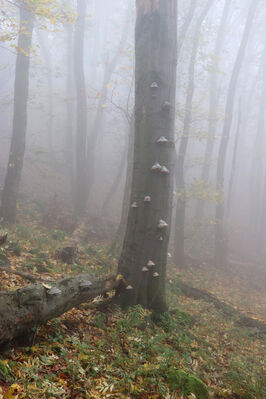 Ústí nad Labem, Brná, 28.10.2022
Bučina na severním svahu vrchu Modřín.
Klíčová slova: České středohoří Ústí nad Labem Brná Průčelská rokle vrch Modřín