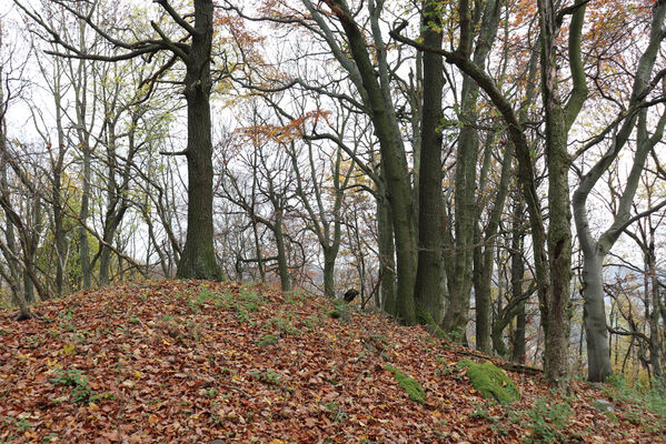 Malečov, Němčí, 28.10.2022
Vrch Modřín.
Klíčová slova: České středohoří Malečov Němčí vrch Modřín