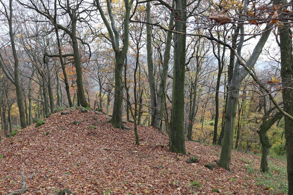 Malečov, Němčí, 28.10.2022
Bučina na vrchu Modřín.
Keywords: České středohoří Malečov Němčí vrch Modřín