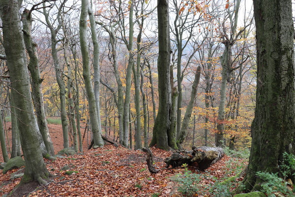 Malečov, Němčí, 28.10.2022
Bučina na vrchu Modřín.
Keywords: České středohoří Malečov Němčí vrch Modřín