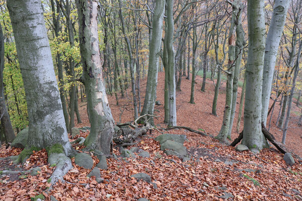 Malečov, Němčí, 28.10.2022
Bučina na vrchu Modřín.
Keywords: České středohoří Malečov Němčí vrch Modřín