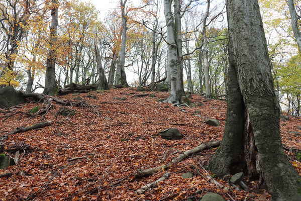 Malečov, Němčí, 28.10.2022
Bučina na vrchu Modřín.
Keywords: České středohoří Malečov Němčí vrch Modřín