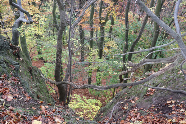 Ústí nad Labem, Brná, 28.10.2022
Průčelská rokle pod Modřínem.
Keywords: České středohoří Ústí nad Labem Brná Průčelská rokle