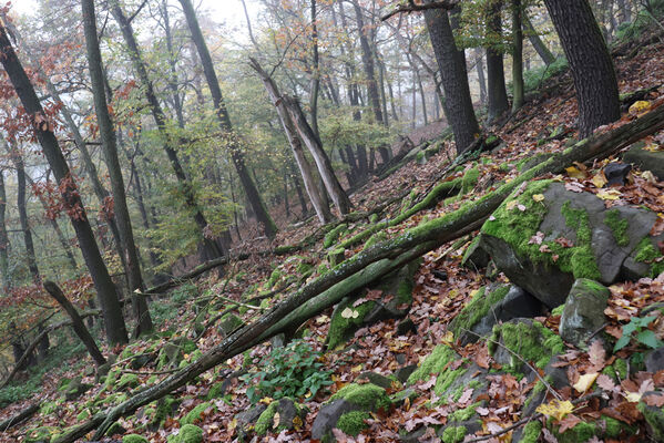 Ústí nad Labem, Brná, 28.10.2022
Suťový les na západním svahu pod Čertovou jizbou. 
Keywords: České středohoří Ústí nad Labem Brná Čertova jizba