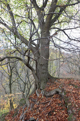 Ústí nad Labem, Brná, 28.10.2022
Průčelská rokle pod Modřínem.
Keywords: České středohoří Ústí nad Labem Brná Průčelská rokle