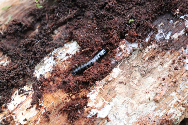 Ústí nad Labem, Brná, 28.10.2022
Suťový les na západním svahu pod Čertovou jizbou. Larva kovaříka Stenagostus rhombeus. 
Klíčová slova: České středohoří Ústí nad Labem Brná Čertova jizba Stenagostus rhombeus