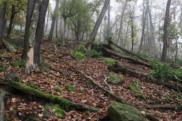 Ústí nad Labem, Brná, 28.10.2022
Suťový les na západním svahu pod Čertovou jizbou.
Keywords: České středohoří Ústí nad Labem Brná Čertova jizba Stenagostus rhombeus