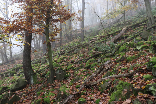 Ústí nad Labem, Brná, 28.10.2022
Suťový les na západním svahu pod Čertovou jizbou.
Klíčová slova: České středohoří Ústí nad Labem Brná Čertova jizba