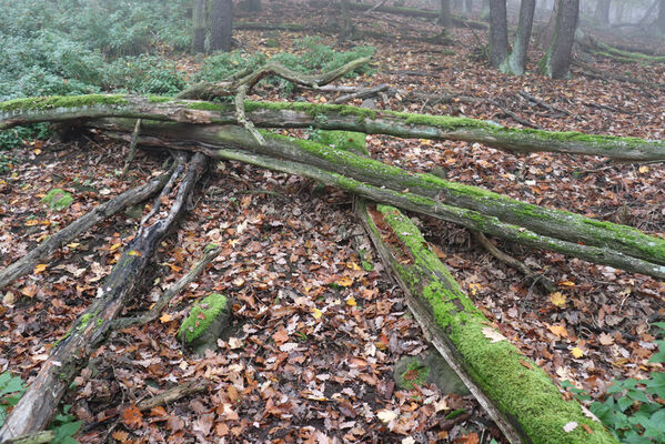 Ústí nad Labem, Brná, 28.10.2022
Suťový les na západním svahu pod Čertovou jizbou.
Klíčová slova: České středohoří Ústí nad Labem Brná Čertova jizba Aesalus scarabaeoides Ampedus praeustus