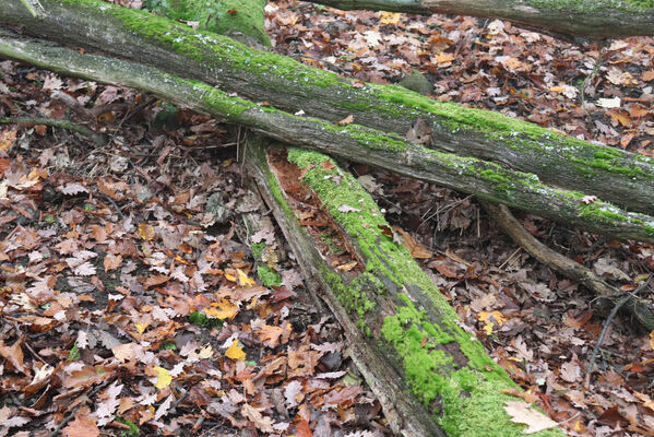 Ústí nad Labem, Brná, 28.10.2022
Suťový les na západním svahu pod Čertovou jizbou.
Klíčová slova: České středohoří Ústí nad Labem Brná Čertova jizba Aesalus scarabaeoides Ampedus praeustus