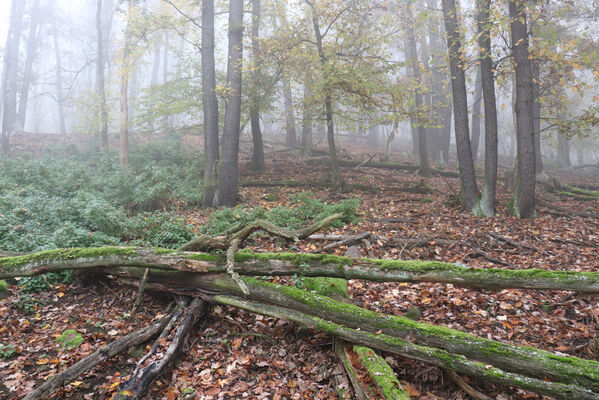 Ústí nad Labem, Brná, 28.10.2022
Suťový les na západním svahu pod Čertovou jizbou.
Keywords: České středohoří Ústí nad Labem Brná Čertova jizba Aesalus scarabaeoides Ampedus praeustus