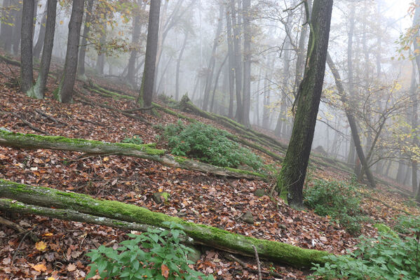 Ústí nad Labem, Brná, 28.10.2022
Suťový les na západním svahu pod Čertovou jizbou.
Schlüsselwörter: České středohoří Ústí nad Labem Brná Čertova jizba Aesalus scarabaeoides Ampedus praeustus