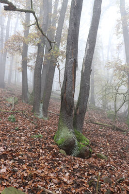 Ústí nad Labem, Brná, 28.10.2022
Suťový les na západním svahu pod Čertovou jizbou.
Schlüsselwörter: České středohoří Ústí nad Labem Brná Čertova jizba