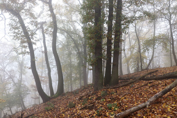 Ústí nad Labem, Brná, 28.10.2022
Suťový les na západním svahu pod Čertovou jizbou.
Klíčová slova: České středohoří Ústí nad Labem Brná Čertova jizba